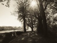 on the road again  Pentax K-1, smc PENTAX-FA 43mm F1.9 Limited  - 17.November 2018 - : Bäume, Landschaft, Licht und Schatten, Straße