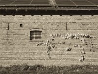 Solarstall mit Wein  Pentax K-1, smc PENTAX-FA 43mm F1.9 Limited  - 17.November 2018 - : Bauernhaus, Fenster, Herbst, Landschaft, Solardach, Stall, Wilder Wein