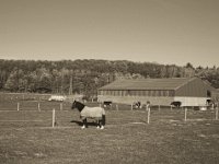 Die Sonne scheint aber es ist kalt  Pentax K-1, smc PENTAX-FA 43mm F1.9 Limited  - 17.November 2018 - : Landschaft, Landwirtschaft, Pferd, Weide