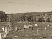 Pferde und Kühe  Pentax K-1, smc PENTAX-FA 43mm F1.9 Limited  - 17.November 2018 - : Landschaft, Landwirtschaft, Pferd, Weide