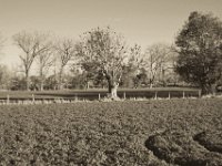 Landschaft  Pentax K-1, smc PENTAX-FA 43mm F1.9 Limited  - 17.November 2018 - : Bäume, Felder, Herbst, Landschaft