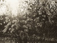 Gegenlicht  Contax Aria, Planar 1.4/50, Bergger Pancro400 @640