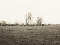 Weiden mit Kopfweiden  Contax Aria, Planar 1.4/50, Bergger Pancro400 @640 -18.12.2018 -
