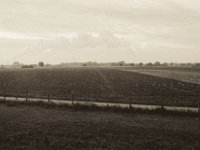 Wildgänse auf dem Feld  Pentax MZ-S, SMC FA  1.8/31 Limited, Bergger Pancro 400@320