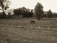 Pferd auf der Weide  Pentax MZ-S, SMC FA  1.8/31 Limited, Bergger Pancro400 @320