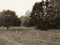 Allein auf der Weide  Pentax MZ-S, SMC FA  1.8/31 Limited, Bergger Pancro 400@320