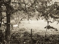 Pferde auf der Waldkoppel  Pentax MZ-S, SMC FA  1.8/31 Limited, Bergger Pancro 400@320