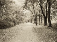 Herbstweg zwischen Duisburg Marxloh und Alt-Hamborn  Pentax MZ-S, SMC FA  1.8/31 Limited, Bergger Pancro 400@320