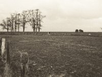 Baumgruppe mit Kuh  Pentax MZ-S, SMC FA  1.8/31 Limited, Bergger Pancro 400@320