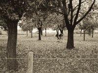 Die Kuh auf der Baumweide  Pentax MZ-S, SMC FA  1.8/31 Limited, Bergger Pancro 400@320