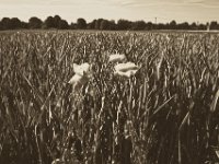Mohnblumen  Pentax K-1, smc PENTAX-FA 31mm F1.8 AL Limited   - 22.Mai 2018 - : Blüten, Getreidefeld, Landschaft, Landwirtschaft, Mohn