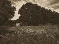 ArtHouse  Pentax K-1, smc PENTAX-FA 31mm F1.8 AL Limited   - 22.Mai 2018 - : Bäume, Graffiti, Landschaft, Trafohaus, Wiese