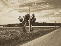 Gekappte Kirschbäume  Pentax K-1, smc PENTAX-FA 31mm F1.8 AL Limited   - 22.Mai 2018 - : Baum, Landschaft, Straße, Telegrafenmast