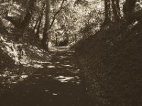 Hohlweg  Pentax K-1, smc PENTAX-FA 31mm F1.8 AL Limited   - 22.Mai 2018 - : Bäume, Hohlweg, Landschaft, Licht und Schatten, Weg