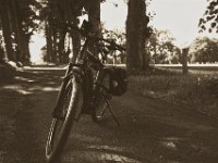 Radstopp  Pentax K-1, smc PENTAX-FA 31mm F1.8 AL Limited   - 22.Mai 2018 - : Allee, Eiche, Fahrrad, Landschaft, Straße, Winora, Yakun Urban
