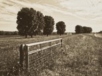 Deichland  Pentax K-1, smc PENTAX-FA 31mm F1.8 AL Limited   - 22.Mai 2018 - : Bäume, Gatter, Landschaft, Rhein, Rheindeich, Rheinwiesen