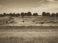 Ruhige Landschaft  Pentax K-1, smc PENTAX-FA 31mm F1.8 AL Limited   - 22.Mai 2018 - : Bäume, Kühe, Landschaft, Rheindeich, Rheinwiesen, Vogel, Weg, Weide, Weidenzaun