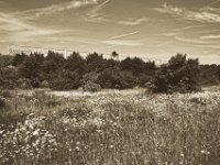 Margarittenwiese  Pentax K-1, smc PENTAX-FA 31mm F1.8 AL Limited   - 22.Mai 2018 - : Blumen, Blüten, Büsche, Margaritten, Sträucher, Wiese