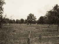 Weideland  Pentax 67II, SMC Takumar 3.5/55, Ilford Delta 100@100  - 22.09.2018 -