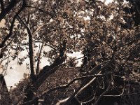 Der Himmel hinterm Pflaumenbaum  Fuji GW 690 III,  Bergger Pancro 400@160
