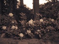 Rhododendron  Fuji GW 690 III, Bergger Pancro 400@160