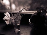 Blüte im Glas  Contax Aria, Planar 1.4/50, Bergger Pancro 400@400