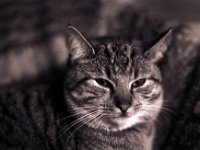 Mito  Contax Aria, Planar 1.4/50, Bergger Pancro 400@400