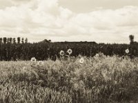 Sonnenblumen im Feld  Pentax MZ-S, SMC FA  1.9/43 Limited, Ilford Delta 100@64
