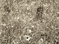 Klatschmohn  Pentax MZ-S, SMC FA  1.9/43 Limited, Ilford Delta 100@64 - 25:06.2018 -