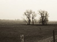 Der Greifvogel  Pentax MZ-S, SMC FA  1.9/43 Limited, Bergger Pancro 400