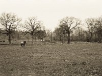 Das Pferd, das humpelt  Pentax MZ-S, SMC FA  1.9/43 Limited, Bergger Pancro 400
