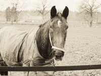 Das Pferd zeigt mir die Zunge  Pentax MZ-S, SMC FA  1.9/43 Limited, Bergger Pancro 400