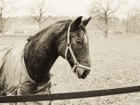 Der "höhnisch - lächelnde Blick"  Pentax MZ-S, SMC FA  1.9/43 Limited, Bergger Pancro 400