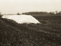 Rübenernte  Pentax MZ-S, SMC FA  1.9/43 Limited, Bergger Pancro 400