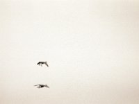 Gänseflug  Pentax K2, Takumar 2.5/135, Bergger Pancro 400@400