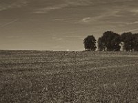 Lichte Rechtecke  Pentax K-1, SMC Pentax FA 1.9/43 Limited - 26.09.2018 - : Bäume, Felder, Landschaft, Landwirtschaft