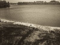 Wildgänse am Seeufer  Pentax K-1, SMC Pentax FA 1.9/43 Limited - 26.09.2018 - : Baggersee, Kormoran, Strandbad, Vögel, Wildgänse