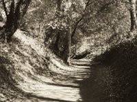 Hohlweg  Pentax 645N, 2.8/75, Gelbfilter, Ilford Delta 400@320