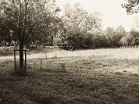 Stier auf der Waldweide  Pentax 645N, 2.8/45, Gelbfilter, Ilford Delta 400@320