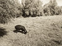 Stier auf der Waldweide II  Pentax 645N, 2.8/45, Gelbfilter, Ilford Delta 400@320  - 29.09.2018 -