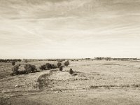 Rheinvorland, Weideland  Pentax 645N, 2.8/45, Gelbfilter, Ilford Delta 400@320