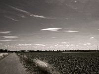 Rübenfeld  Pentax K-1, smc PENTAX-FA 31mm F1.8 AL Limited  -30.07.2018 - : Felder, Himmel, Landschaft, Weg, Wolken