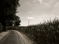 Maisweg  Pentax K-1, smc PENTAX-FA 31mm F1.8 AL Limited  -30.07.2018 - : Himmel, Landschaft, Maisfeld, Weg, Windrad, Wolken