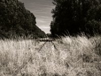 Tote Gleise  Pentax K-1, smc PENTAX-FA 31mm F1.8 AL Limited  -30.07.2018 - : Bäume, Himmel, Landschaft, Schienen, Wolken