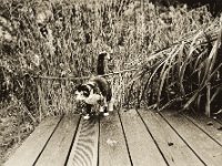 FuMao kommt aus den Stauden  Pentax K2, SMC 2.0/35, Bergger Pancro 400