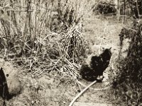FuMao und die Schlauchschlange  Pentax K2, SMC 2.0/35, Bergger Pancro 400  - 31.12.2018 -