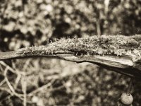 Moos auf dem Windvogel  Pentax K2, SMC 2.0/35, Gelbfilter, Bergger Pancro 400