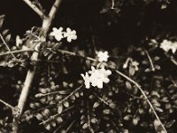 Winterjasmin  Pentax K2, SMC 2.0/35, Gelbfilter, Bergger Pancro 400