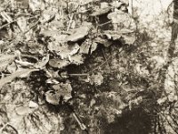 Blätter im Teich  Pentax K2, SMC 2.0/35, Gelbfilter, Bergger Pancro 400  - 31.12.2018 -