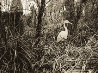 Der Reiher wartet wie jedes Jahr aufs neue Jahr  Pentax K2, SMC 2.0/35, Gelbfilter, Bergger Pancro 400